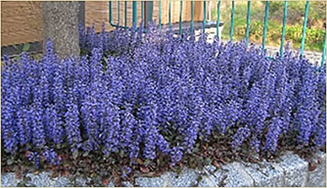 紫色の草花