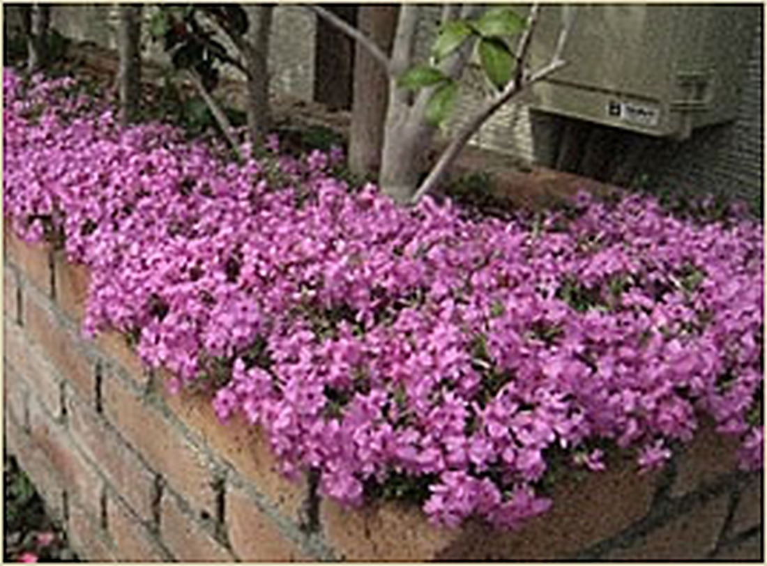 桃色の草花